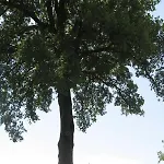 Ca Maggio Nuovo Acqualagna